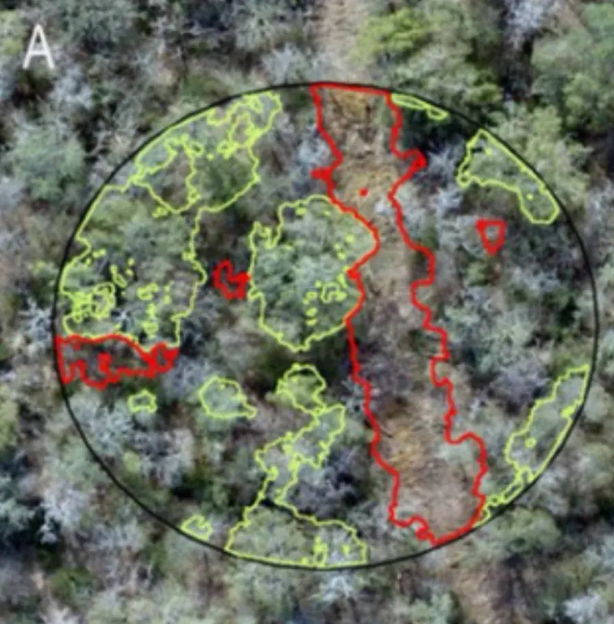 Imagen aérea de un lote de bosque con el análisis de cobertura vegetal superpuesto.
