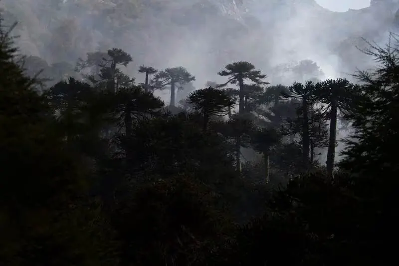 Bosque de araucarias entre la niebla, en Neuquén