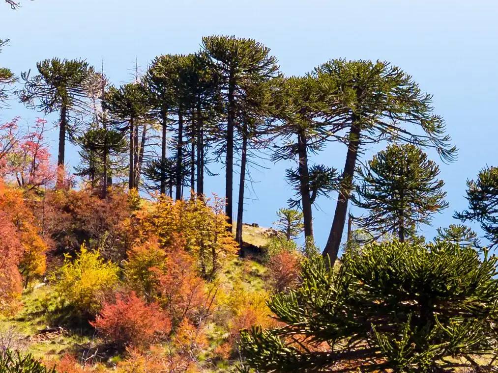 Araucarias adultas frente a un lago en la Patagonia andina, entre arbustos con colores de otoño