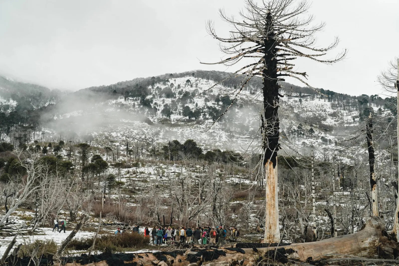 Araucaria quemada en pie sobre el paisaje nevado, con un grupo de personas al pie